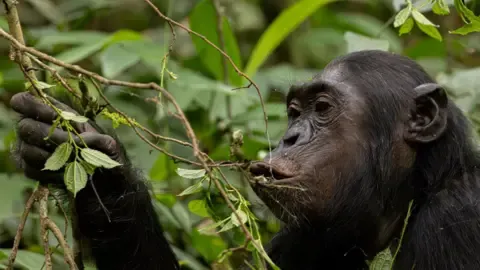 Chimpanzees Ingesting an Amount Equal of One Lager Per Day from Fermented Fruit, Research Finds